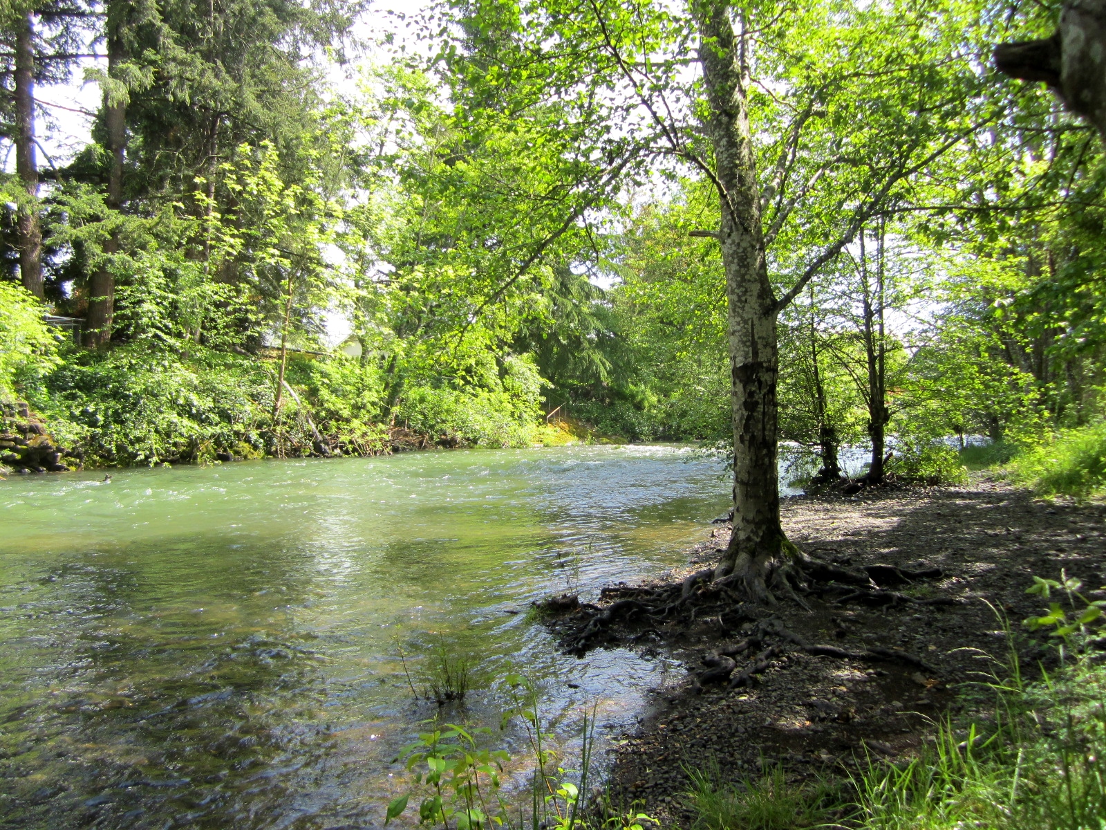 Rickreall Creek, April