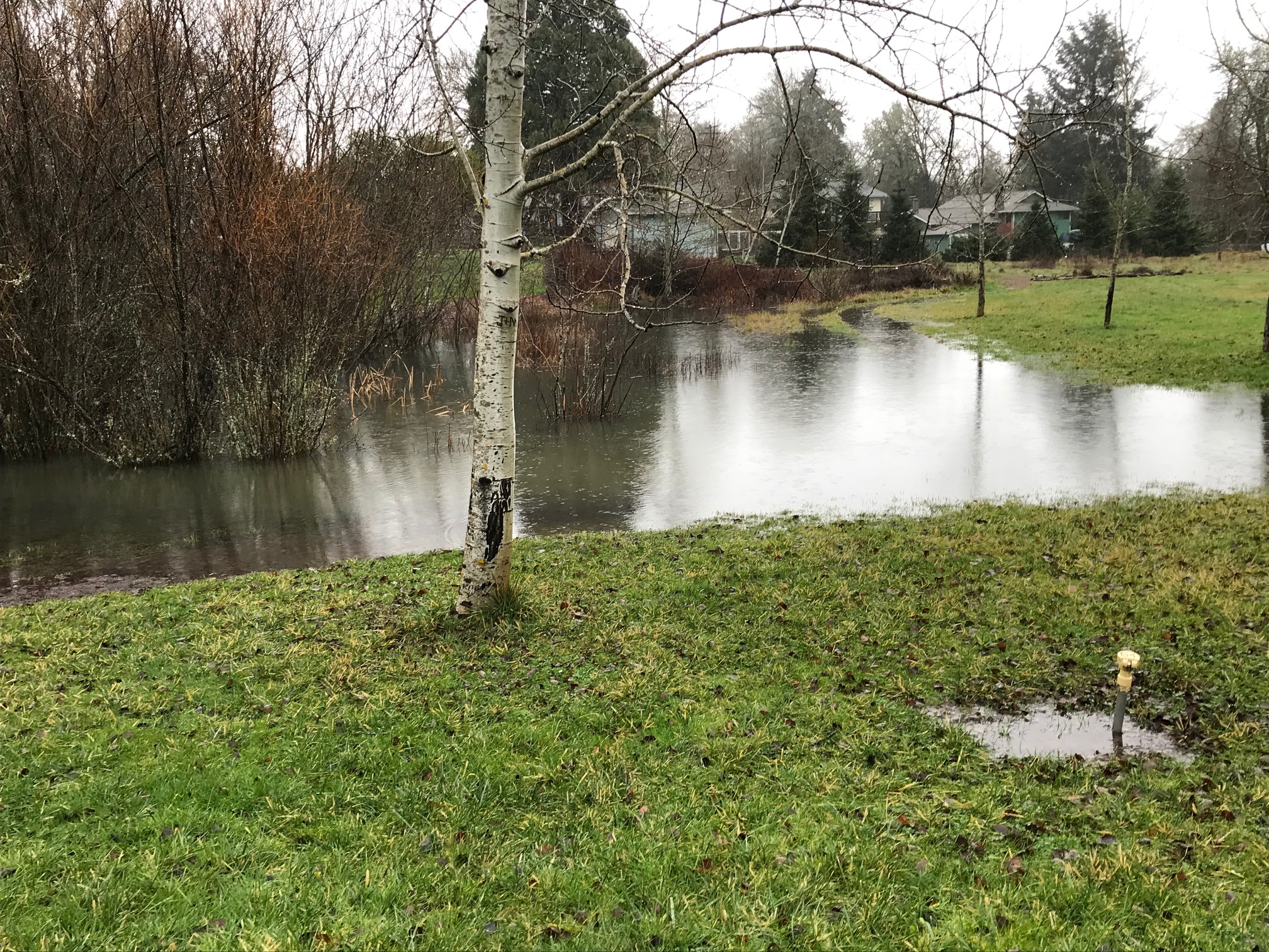 Wetland, 2021-01 by Kate Calvert